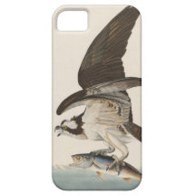 Naturaleza de Osprey del halcón de pescados iPhone 5 Case-Mate Carcasa