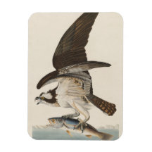 Naturaleza de Osprey del halcón de pescados Imanes Rectangulares