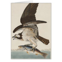 Naturaleza de Osprey del halcón de pescados Tarjeton