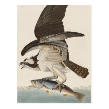 Naturaleza de Osprey del halcón de pescados Tarjeta Postal