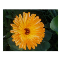 Naturaleza, paisajes > flora, plantas postal