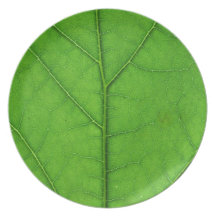 naturaleza verde de la planta de la placa de la te platos