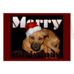 Navidad feliz de Staffy Tarjetón
