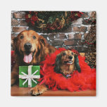Navidad - golden retriever máximo - Doxie - Chloe Imán