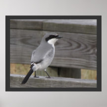 Necio Shrike - primer Poster