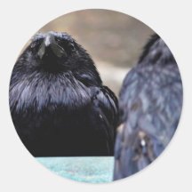 Negro de las plumas de los cuervos de los pájaros etiqueta redonda