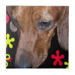 Negro, rojo, y amarillo de Doxie w/retro del Dachs Azulejo Ceramica