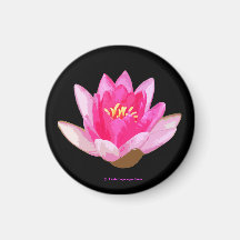 Negro rosado de Waterlilies Iman Para Frigorífico