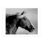 Negro y blanco de la cabeza de caballo postal
