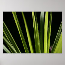 Negro y verde impresiones