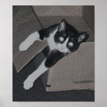 neko poster