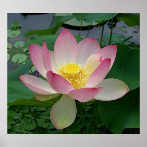Nelumbo Nucifera de la flor de Lotus sagrado Impresiones