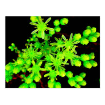 Neon Flower Postkarte