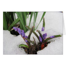 Nevado en tarjeta del ~ de las flores