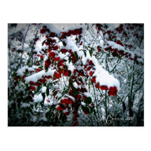 Nieve Bush Postales