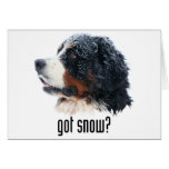 ¿nieve conseguida? Perro de montaña de Bernese Tarjeta