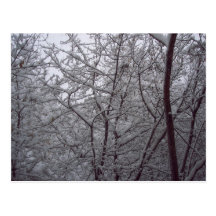 Nieve de Denver Tarjetas Postales