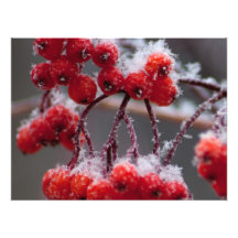 Nieve de SONB en bayas; Ningún texto Fotos