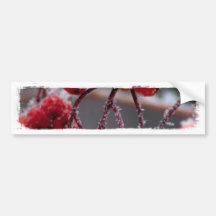 Nieve de SONB en bayas; Ningún texto Etiqueta De Parachoque