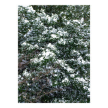 Nieve en un árbol de acebo comunicados personalizados