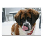 Nieve que lame la tarjeta de St Bernard