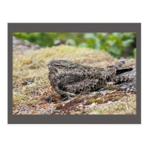 Nighthawk común, Columbia Británica, foto Tarjetas Postales