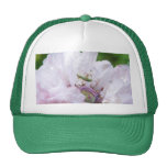 Ninfa atada bifurcación de Bush Katydid Gorro