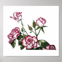 No1 de las rosas blancas posters
