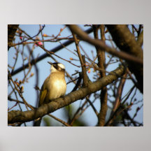 No mire detrás/pájaro en cerezo floreciente posters