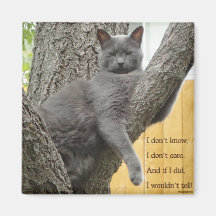 No sepa, no cuide el imán gris del gato