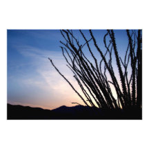 Noche del Ocotillo Fotografías