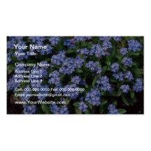 Nomeolvides de la aguamarina, (Myosotis Alpestris) Tarjetas De Negocios
