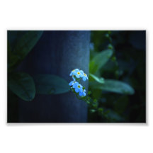 Nomeolvides nunca por la tarde arte con fotos