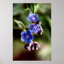 Nomeolvides Posters