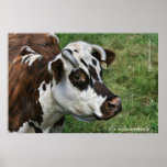 Normande del vache del La Poster