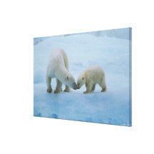Norteamérica, ártico canadiense. Oso polar y Lienzo Envuelto Para Galerías