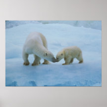 Norteamérica, ártico canadiense. Oso polar y Poster