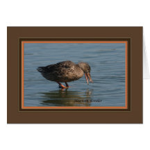 Northern_shoveler_1469 Felicitaciones