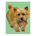 Norwich Terrier Tarjetas Postales