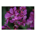 Notecard alpino del Fireweed Felicitaciones