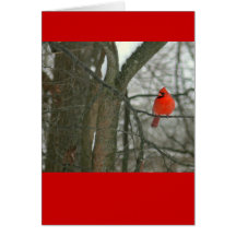notecard, cardenal rojo brillante en rama de árbol felicitación