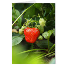 Notecard-Comida/Drink-25 Tarjeton