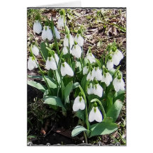 ¡Notecard con Snowdrops! Tarjetón