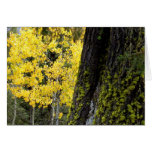 Notecard del musgo tarjeta