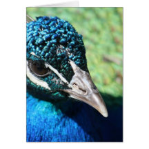 notecard del pavo real felicitacion 