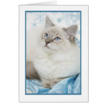 notecard del ragdoll del invierno tarjetón