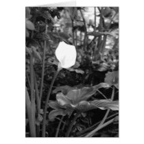 Notecards de la cala tarjetas