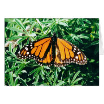 Notecards de la mariposa tarjetas
