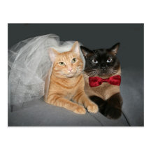 Novia y novio felinos tarjeta postal