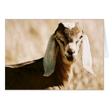 Nubian Felicitacion